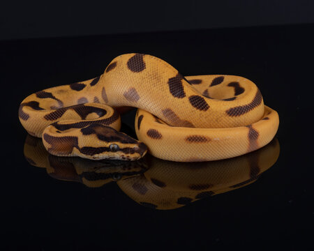 Orange Dream Yellow Belly Enchi Leopard Ball Python, photographed on a black reflective surface