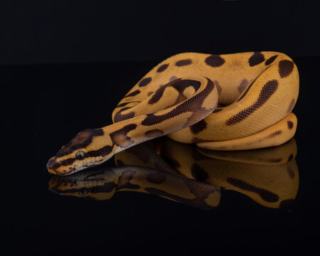 Orange Dream Yellow Belly Enchi Leopard Ball Python, photographed on a black reflective surface