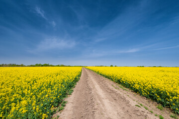 Canola fields for biodiesel, in remote rural area in Europe