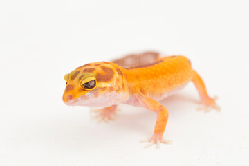 Obraz premium Leopard gecko, Eublepharis macularius, tremper albino isolated on white background 