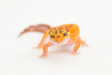 Leopard gecko, Eublepharis macularius, tremper albino isolated on white background
