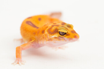 Leopard gecko, Eublepharis macularius, tremper albino isolated on white background
