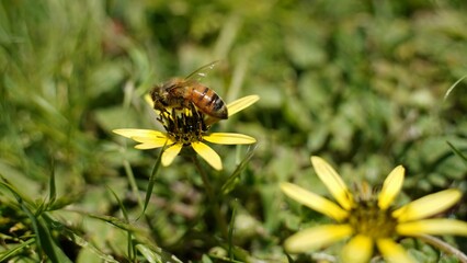 bee on a flower