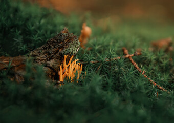 Close-up of coral fungus on moss