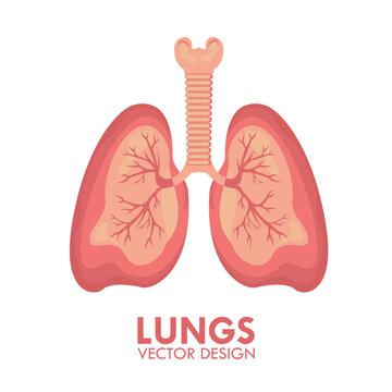 Lungs Human Respiratory Organ Medical Healthcare Isolated Vector Illustration