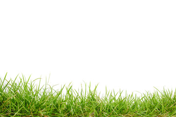 Obraz premium green grass on white background
