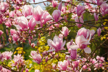 Obraz na płótnie Canvas spring garden scenery with magnolia. romantic nature background on a sunny morning