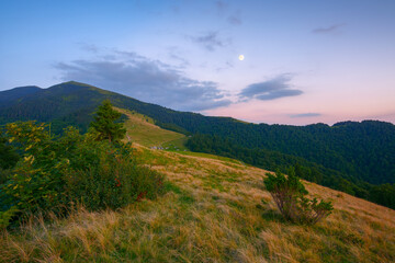 mountain landscape at twilight. carpathian countryside nature scenery. grassy meadows an forested hill in blue hour