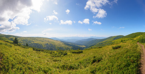 Fototapeta premium panoramic view in to the chornohora ridge valley. stunning landscape of carpathian mountains on a bright forenoon in summer. forested hills and grassy meadows beneath a bright blue sky. travel ukraine