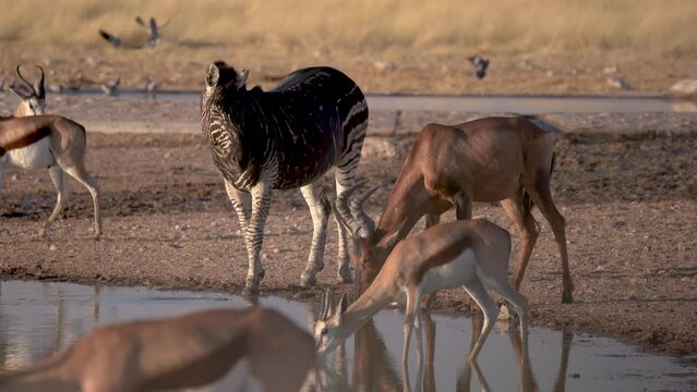 Zebra with strange stripes coat kicks red hartebeest antelope while drinking at a waterhole in Etosha National Park, Namibia, Africa.