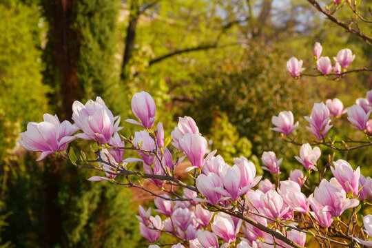 magnolia tree in full blossom. pink flowers on the branches in morning light. spring has come concept