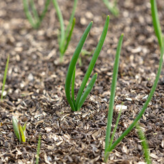 Green onions in the ground in spring.