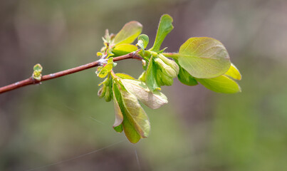 Closed flowers on honeysuckle plant in spring.