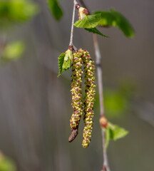 Flowers on birch branches in spring.