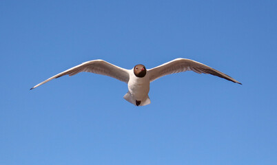 Portrait of a seagull in flight against the sky.