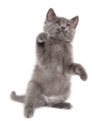 Gray kitten is playing isolated on a white background.