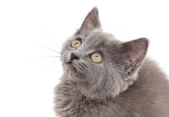 Portrait of a gray kitten isolated on a white background.