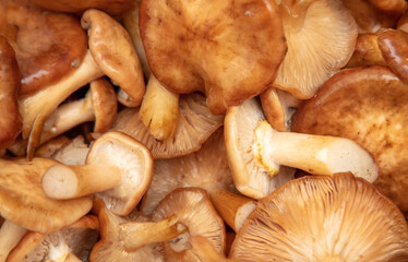 Mushrooms honey agarics as a background.
