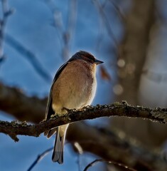 a bird on a branch
