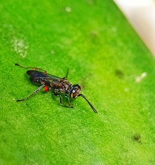 Small insect around my yards