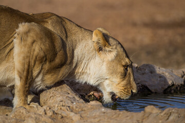 Naklejka premium Young lioness drinking from a waterhole in the Kalahari in South Africa