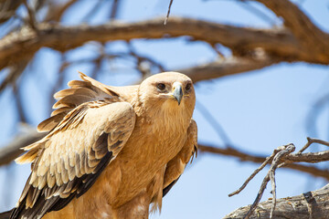 Tawny eagle flying up to a branch showing its huge talons