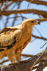Tawny eagle flying up to a branch showing its huge talons