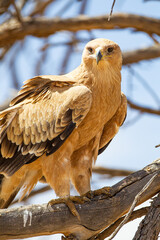 Tawny eagle flying up to a branch showing its huge talons