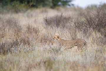 Cheetah hunting in the dry riverbeds of the Kgalagadi Transfrontier Park, South Africa