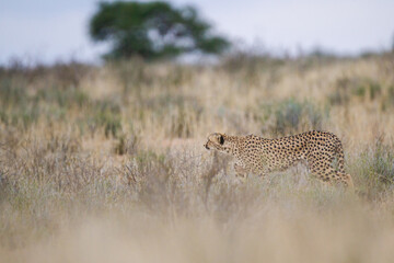 Cheetah hunting in the dry riverbeds of the Kgalagadi Transfrontier Park, South Africa