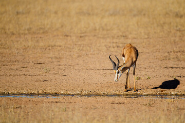 Springbuck congregating around a waterhole in the Kalahari desert, South Africa	