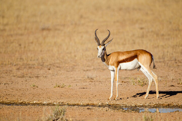 Springbuck congregating around a waterhole in the Kalahari desert, South Africa	