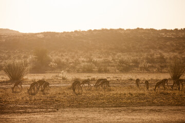 Fototapeta na wymiar Springbuck congregating around a waterhole in the Kalahari desert, South Africa 