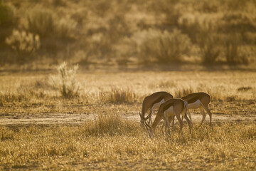 Naklejka na ściany i meble Springbuck congregating around a waterhole in the Kalahari desert, South Africa 
