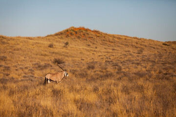 Gemsbok or oryx grazing in the Kalahari desert in South Africa	