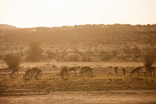 Springbuck congregating around a waterhole in the Kalahari desert, South Africa	