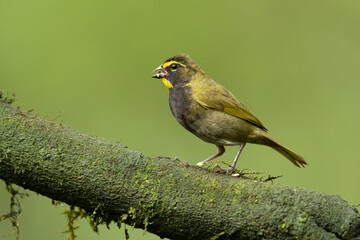 Yellow-faced grassquit (Tiaris olivaceus) is a passerine bird in the tanager family Thraupidae and is the only member of the genus Tiaris. It is native to the Central America, South America, and the C