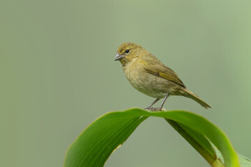 Yellow-faced grassquit (Tiaris olivaceus) is a passerine bird in the tanager family Thraupidae and is the only member of the genus Tiaris. It is native to the Central America, South America, and the C