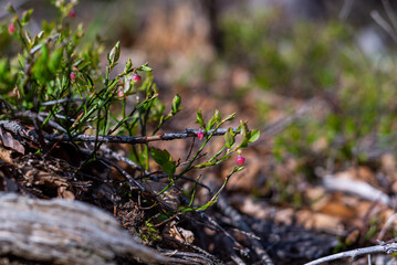 Wild growing baby blueberries. Young blueberries on the branch in the forest.