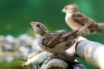 A young house sparrow drinks water from the bird's water hole. Czechia.