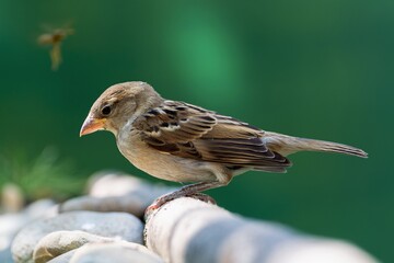 A young house sparrow stands on a stick by the stones. Czechia. 