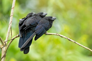 Groove-billed ani (Crotophaga sulcirostris) is a tropical bird in the cuckoo family with a long...