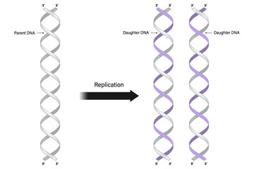 DNA Replication model. Parent DNA and Daughter DNA vector.