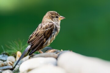 House sparrow, female standing on stones. Czechia.