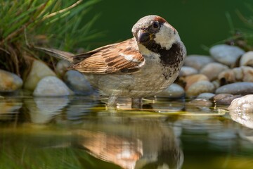 House sparrow, male standing in the water of the bird watering hole. Czechia. 
