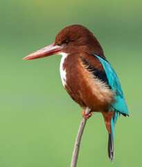 Kingfisher bird portrait 