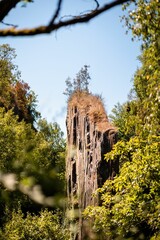 Cliff surrounded by dense trees in forest