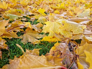 vibrant bright yellow autumn leaves on cold green grass 