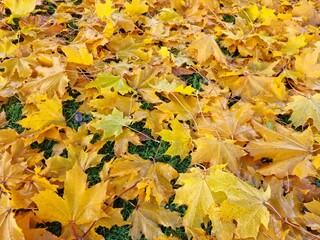 vibrant bright yellow autumn leaves on cold green grass 