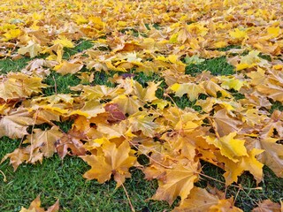 vibrant bright yellow autumn leaves on cold green grass 